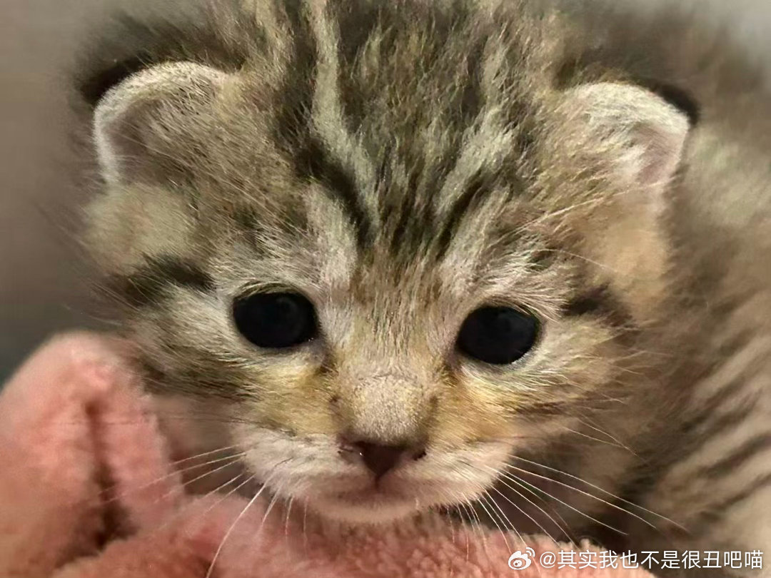 50148【领养丑猫】坐标新疆乌鲁木齐-新疆中医药大学雪莲山校区，校内3岁左右银