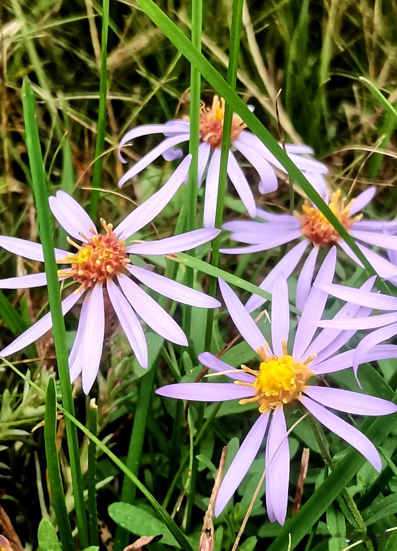 （原创）
金秋十月随手拍翠菊