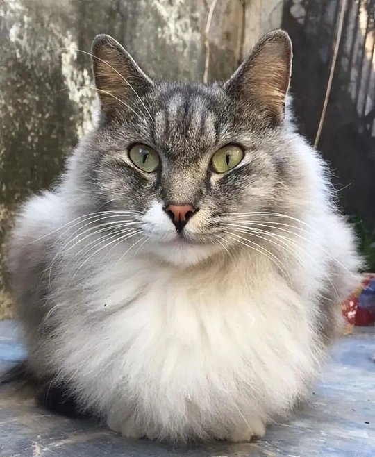 27岁男子养的猫咪已经23岁了从很小的时候就陪在身边，一晃就是二十多年，男子长大