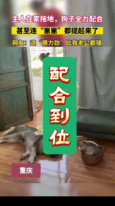看这段视频真的被这只阿拉斯加笑到了，主人拖地的时候，它先是从地上爬起来，跳到沙发
