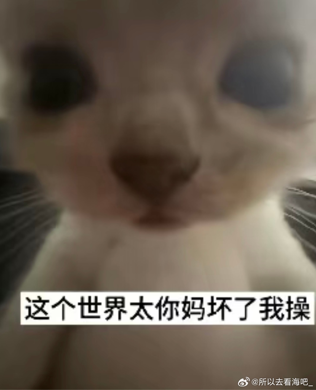 看猫睡的四仰八叉嘴巴微张一副半死不活的样子我以为没气儿了强行把它叫醒，臭猫哀怨地