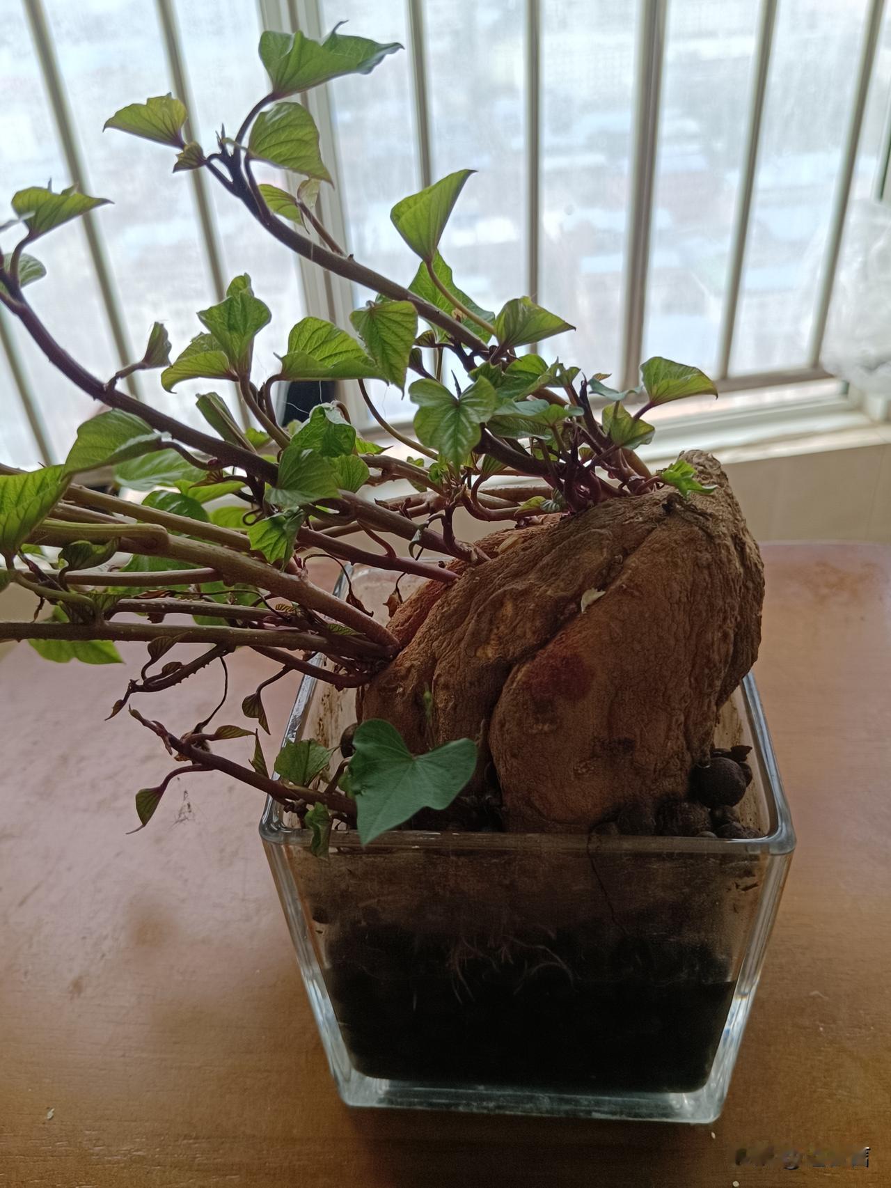 等闲插柳柳成荫
老年人的晚年应该怎样度过?记录岁月里的自己
退休伊始，我买养花书