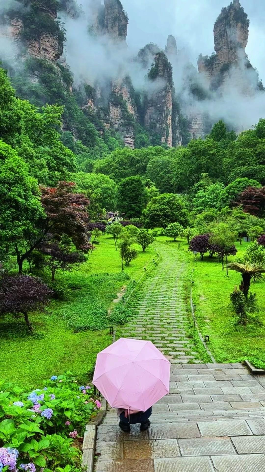 🌿钻进张家界的原始森林天然氧吧里，连呼吸都裹着清润的草木香，不用刻意追赶时间，