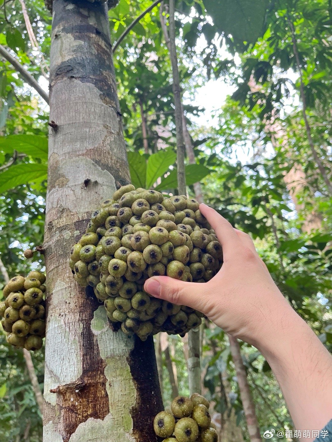 莲座榕，桑科榕属，看起来很神奇，特别紧密的一团。 马来西亚·Sepilok Ju
