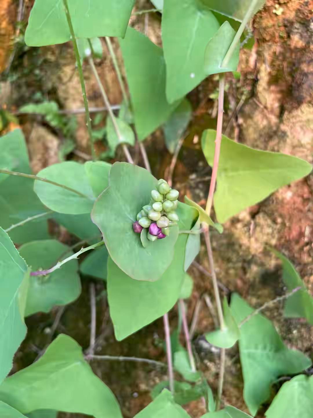 这种草身上全是刺，
名字也挺特别，叫杠板归！
小时候见了它就绕着走，
真没想到它