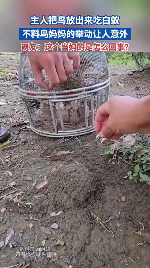主人把鸟放出来吃白蚁，不料鸟妈妈的举动让人意外。
网友：这个当妈的是怎么回事？