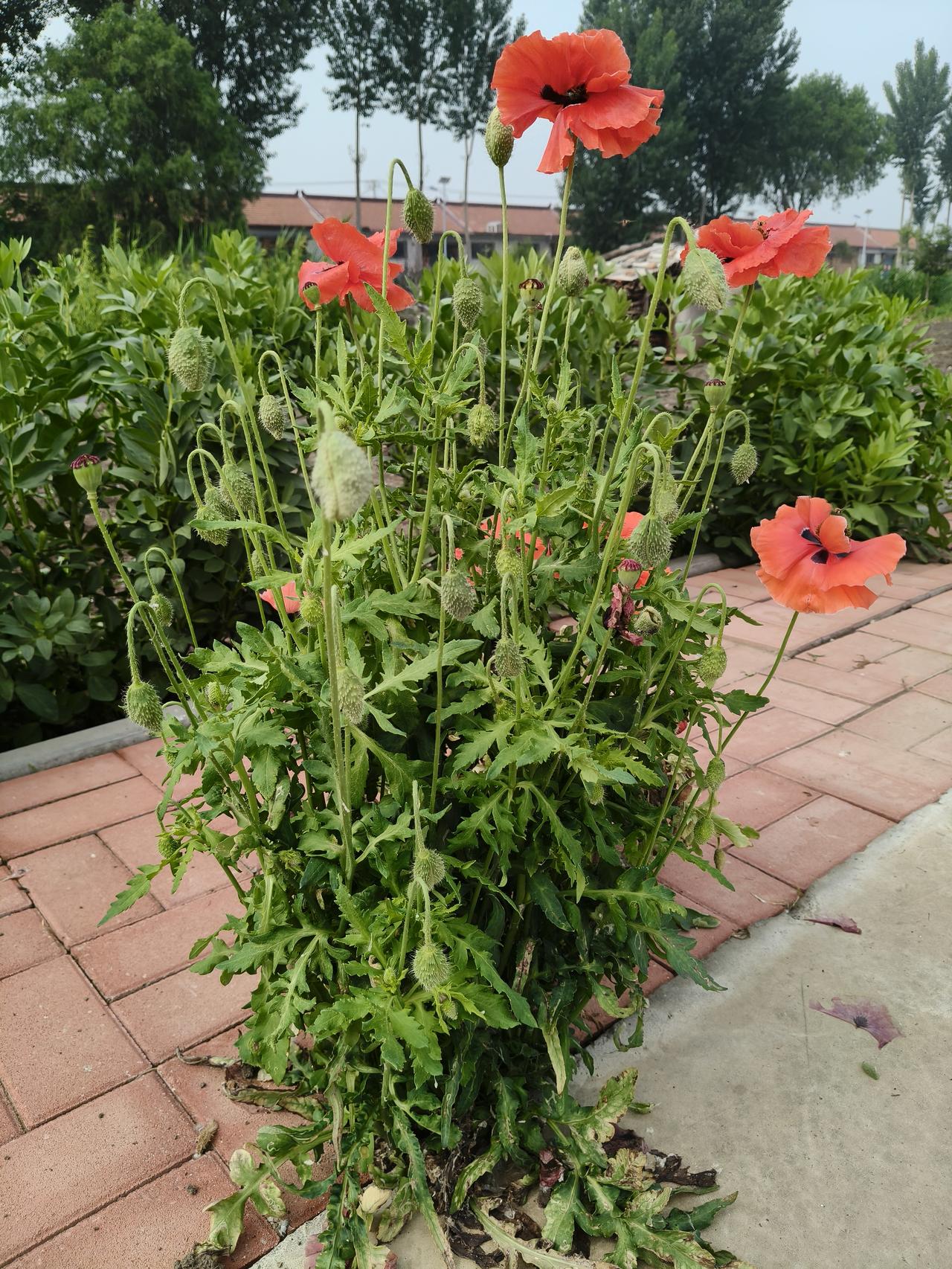 晒晒你随手一拍的花朵不知道大家熟悉这种花🌸吗？在农村地区比较常见，老百姓也比较