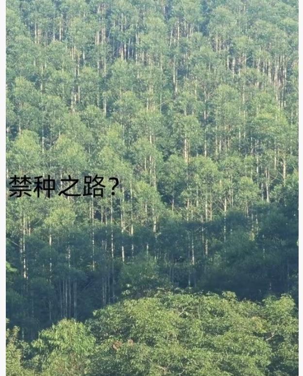 为什么日本、美国早就禁种桉树，
中国却偏偏大面积种？
不是傻，这背后
全是现实考