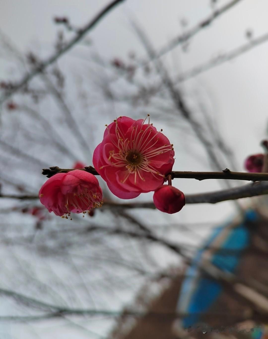 天冷得哈气成霜，院子墙角那几枝红梅，却悄悄冒了花苞。
      没有绿叶陪衬，