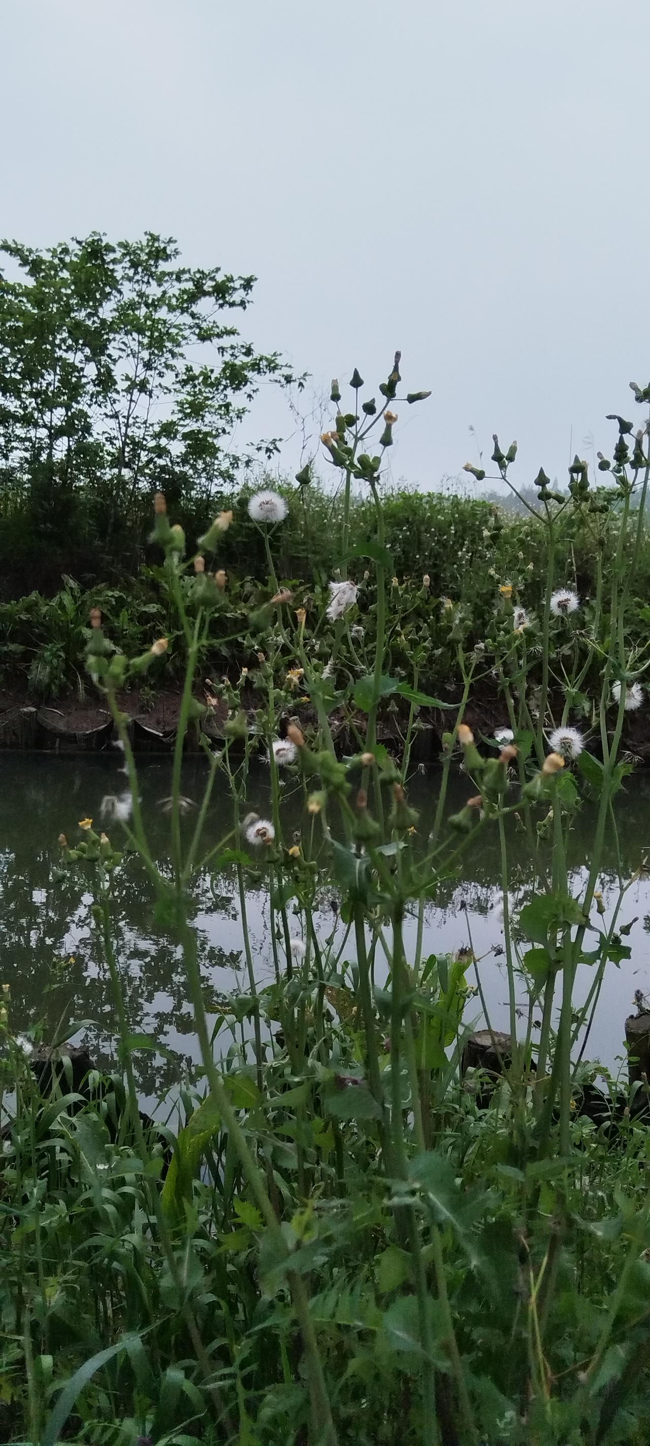 这张照片是我昨天下午拍的，画面里是一种我叫不上名的野草。它的花朵呈粉色，种子是白