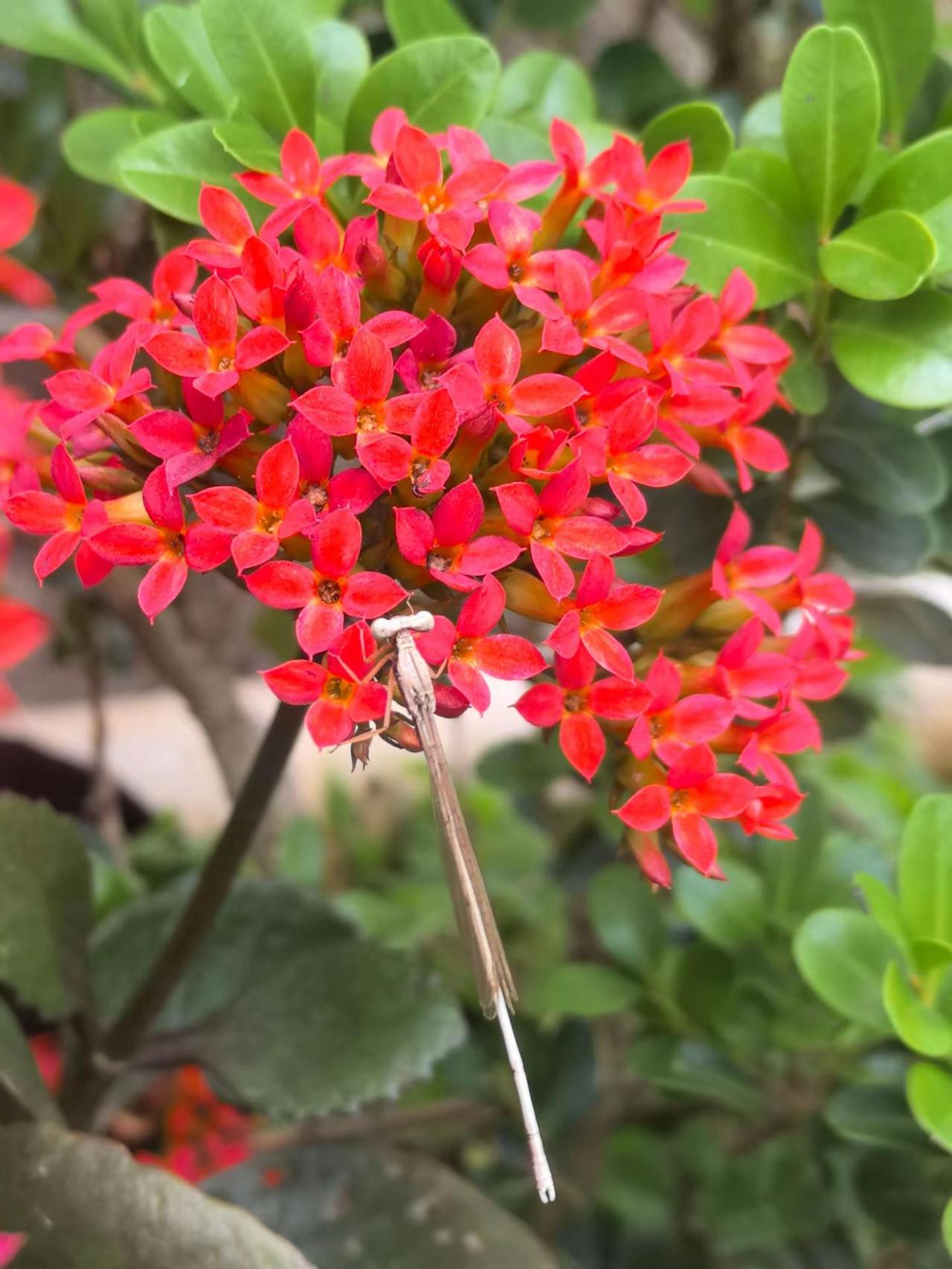 突然在花丛中发现一只蜻蜓👍🏻