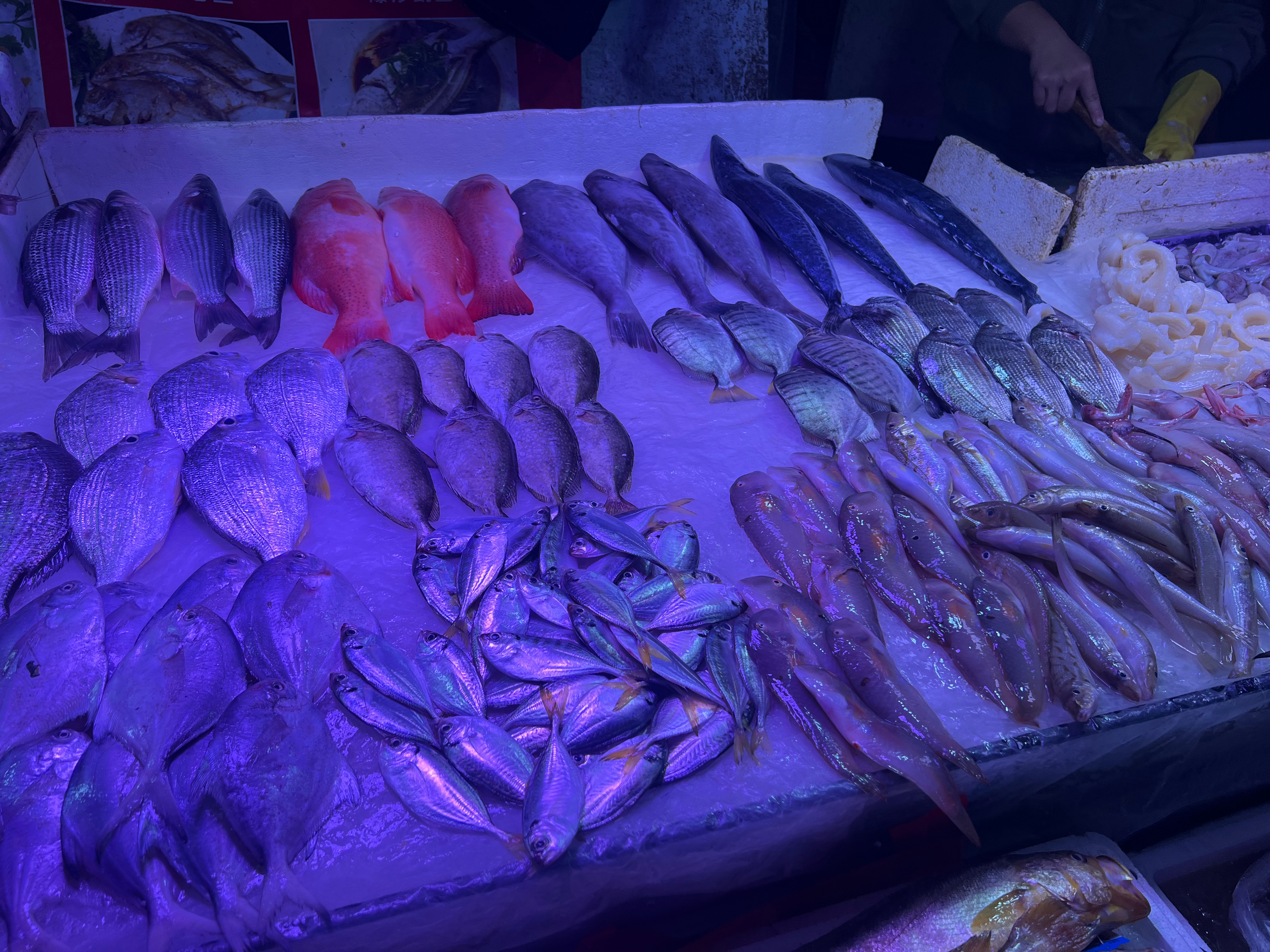 这家冰鲜鱼档口，我经常去帮衬～海鲜的种类很多，并且摆得特别整齐两兄妹一起做生意每