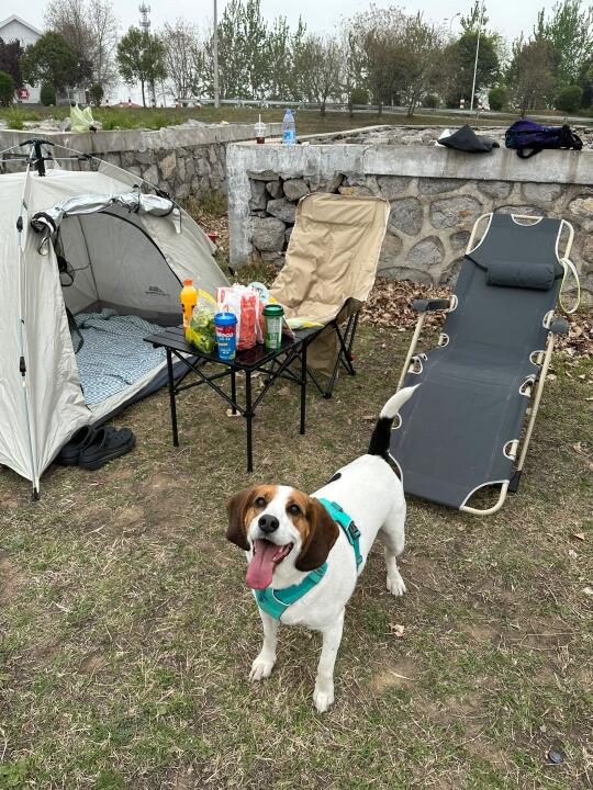 今天带宝去露营了⛺️！