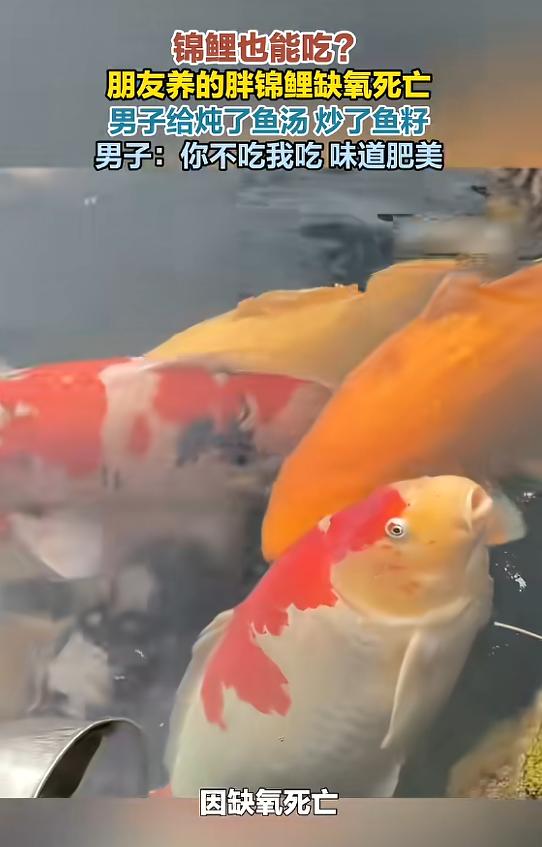 5月8日，山东滕州，一男子的朋友养了条锦鲤，一养就是3年，前不久，这条鱼因为缺氧