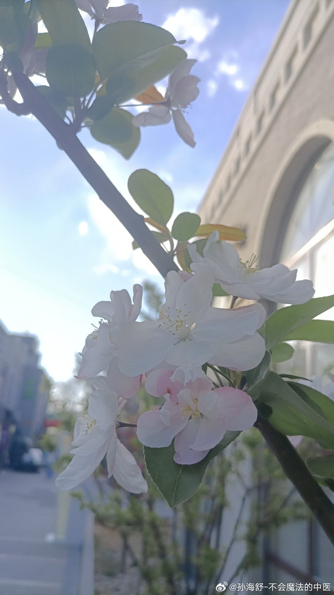 非遗古方能否治愈现代顽疾中医古方的现代突围：经方与时方的智慧交响 中医古方作为民