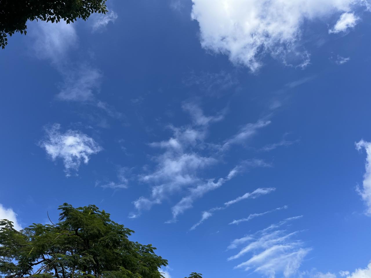 晒图笔记大赛蓝天白云，树影摇曳，好天气！深圳的蓝色与白云！