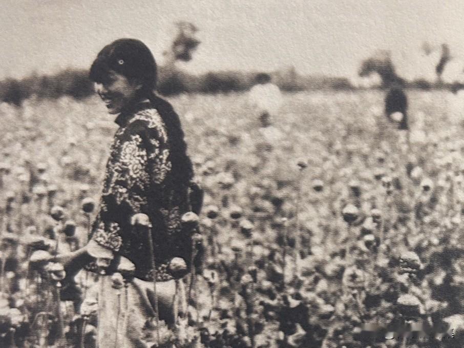 1932年伪满成立后，日本推行“鸦片专卖制度”，强制东北农民改种罂粟。1937年