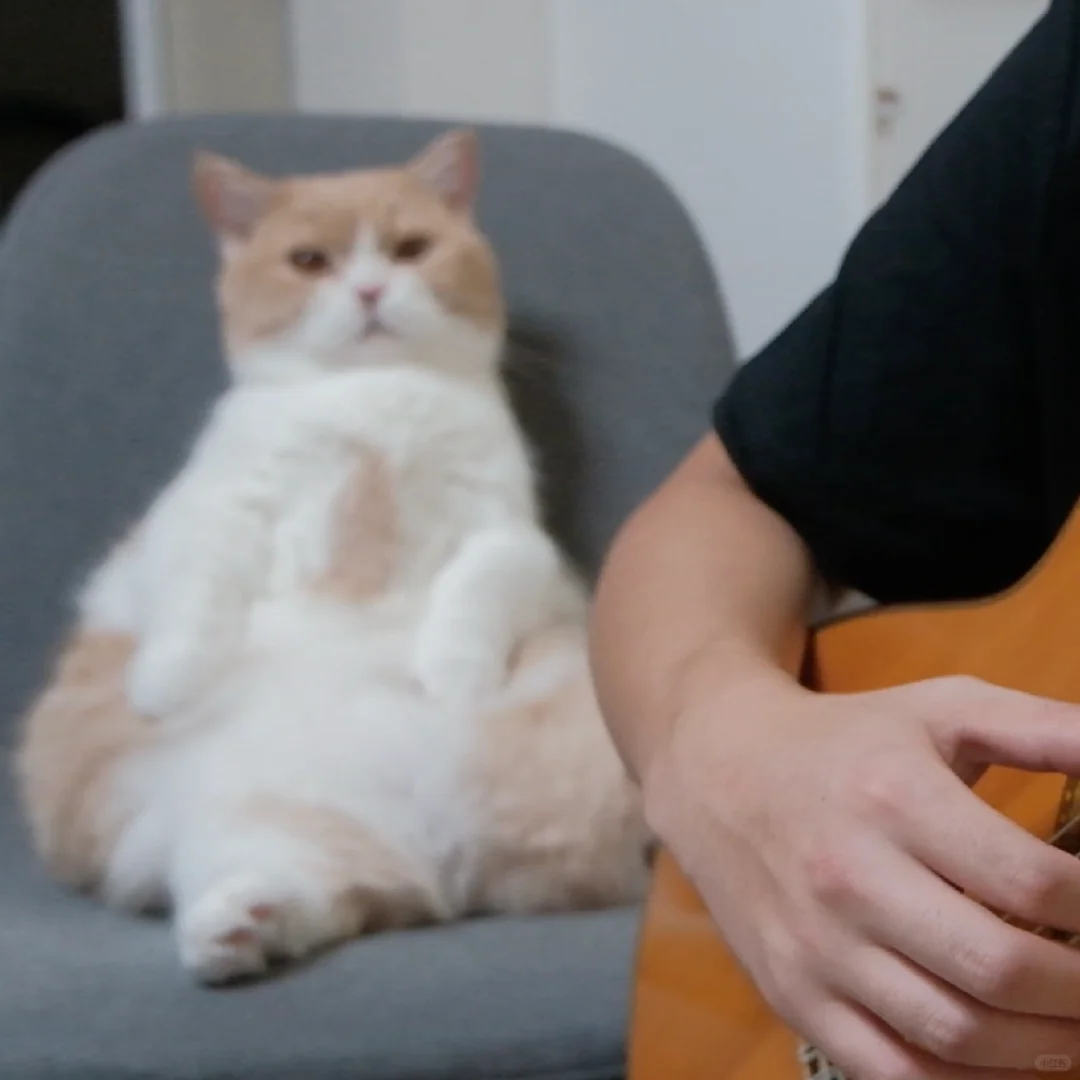 学琴小猫(大爷版