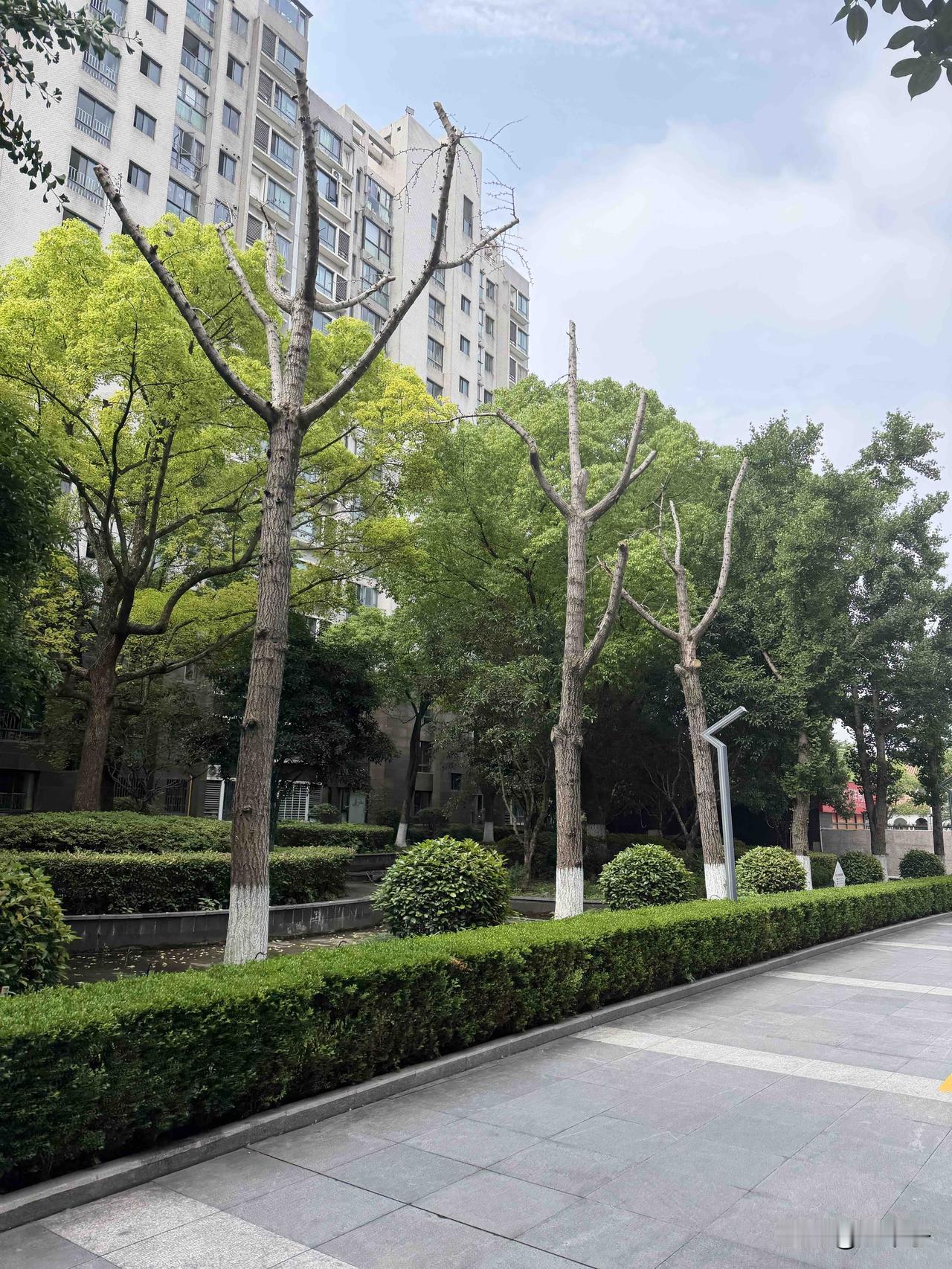 小区大门内3棵香樟枯死一年没人换，10年树龄成本才四五千，枯树还能卖钱，物业、业
