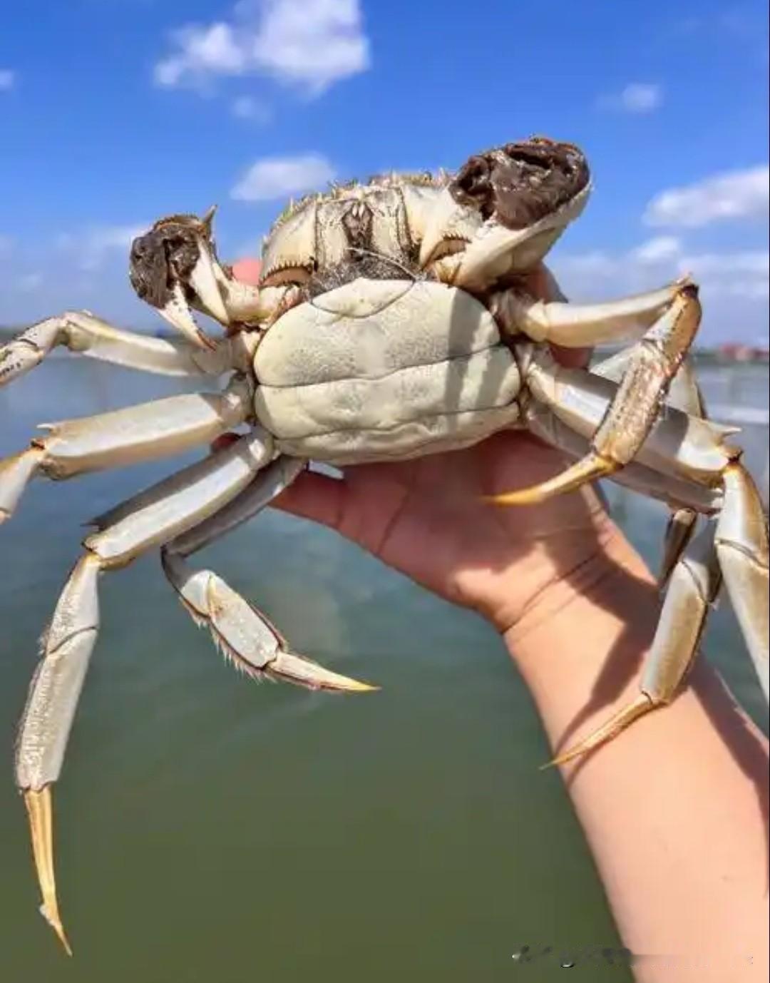 恐慌！中国大闸蟹入侵美国俄勒冈州，生态警报拉响！

——一只螃蟹为何让全州如临大