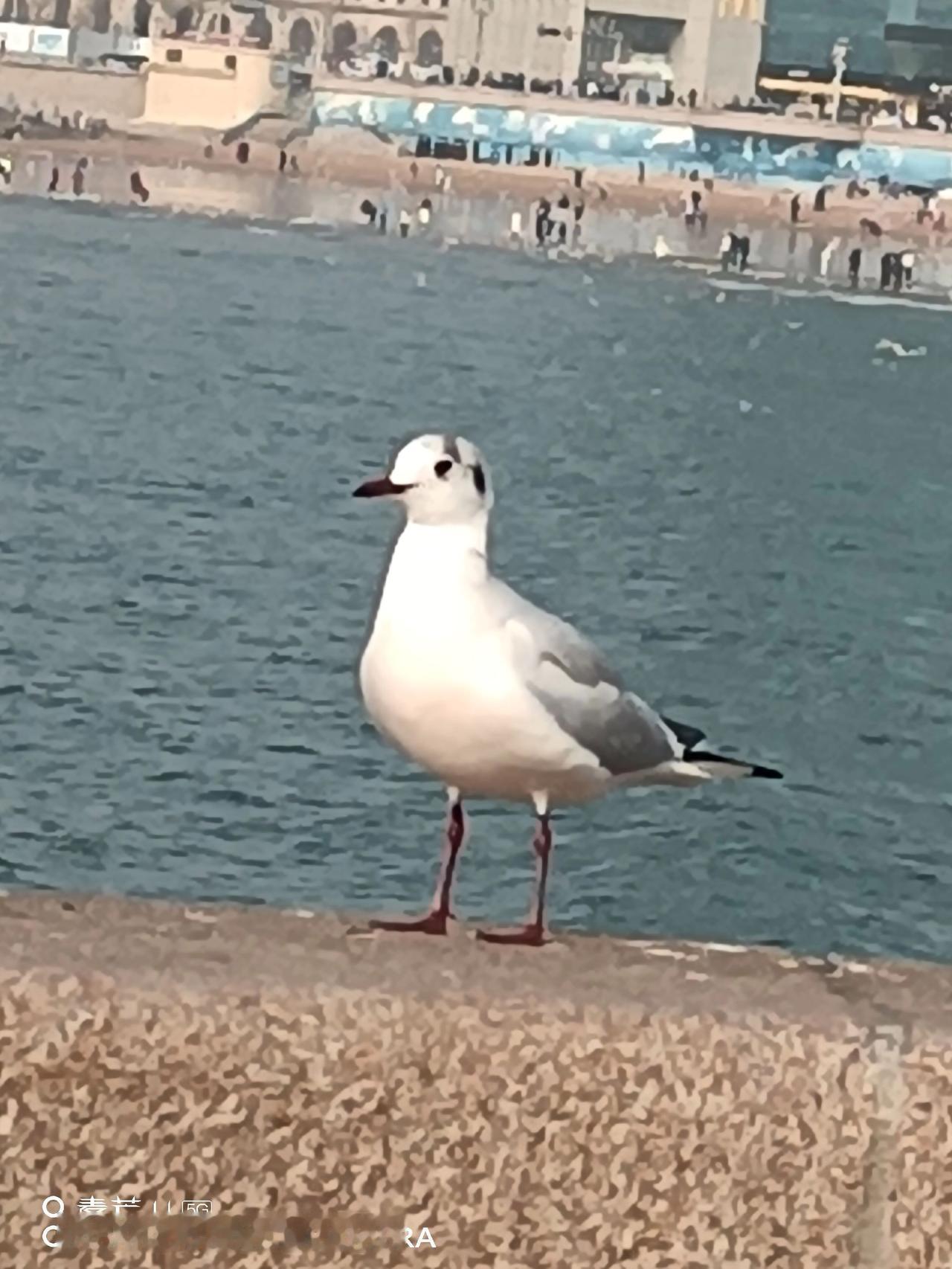 世界各地的海 人类为何如此迷恋大海 海欧我来了 海鸥是自由的信使 青岛市栈桥海鸥