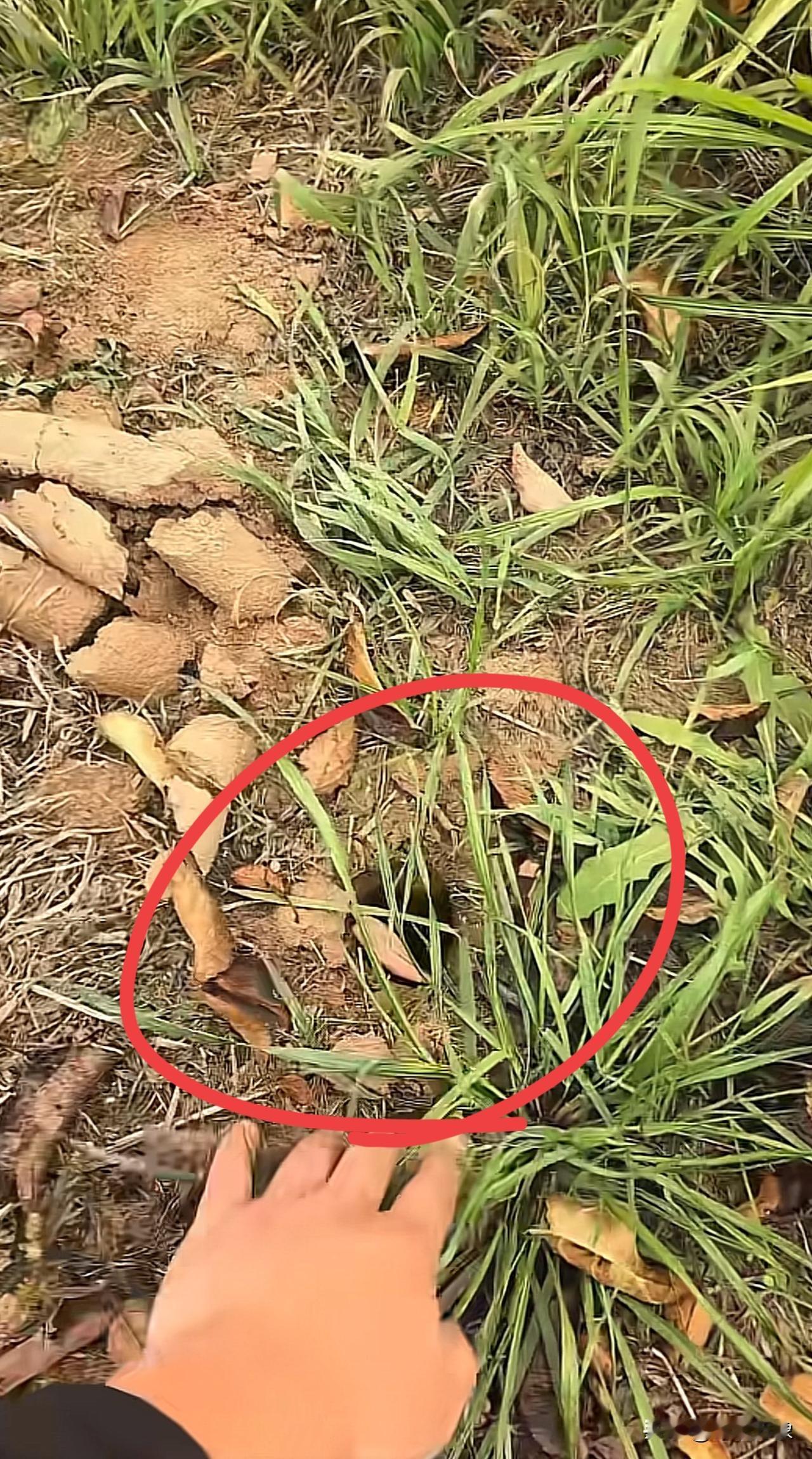 我家地里突然出现好多这样的洞？谁知道这啥情况？