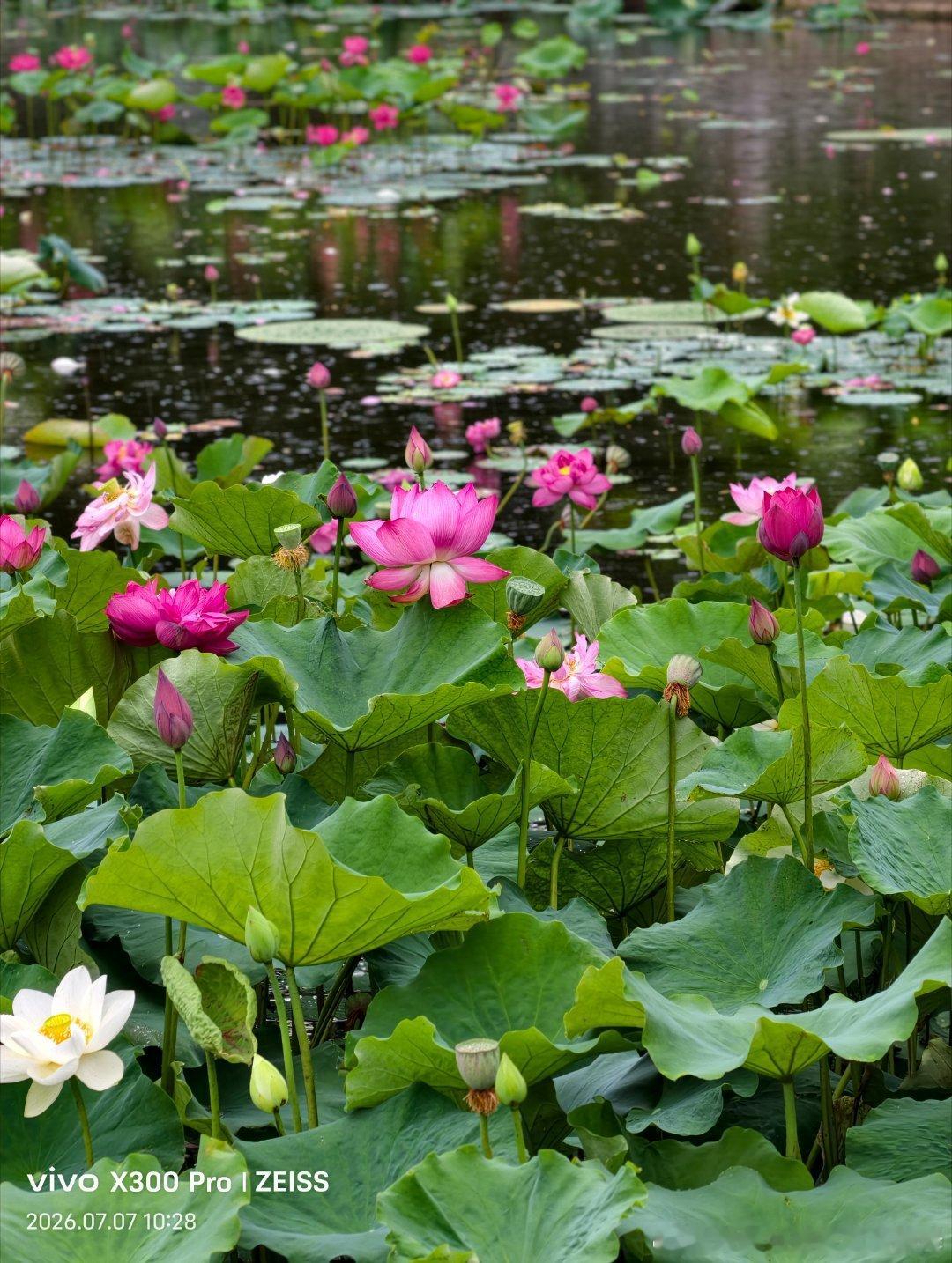 一湖烟水，半湖荷花，尽是人间盛景。 临沂·沂南智圣汤泉旅游度假村2号楼