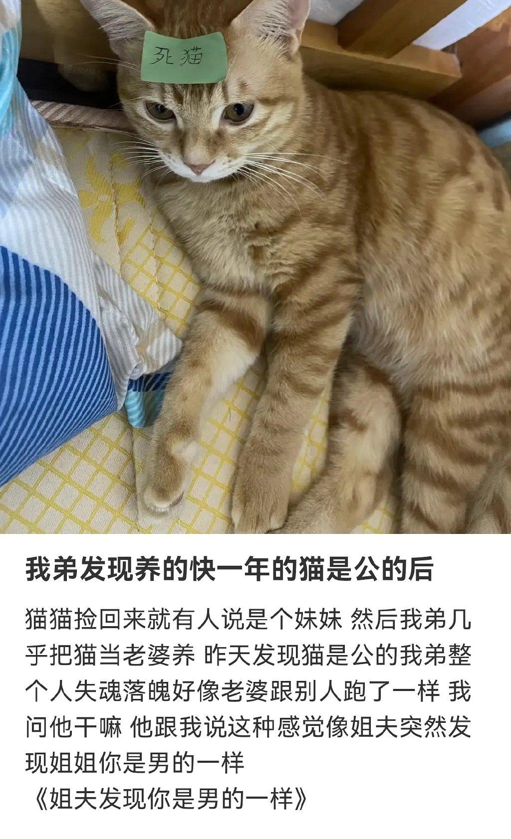 弟弟发现养的快一年的猫是公的后 ​​​