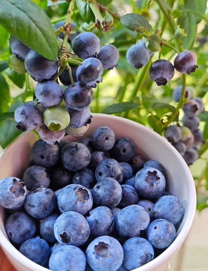 蓝莓从吃不起变成随便吃 哈哈哈哈哈那不得不说怡颗莓这个怨种了，当初被国内的种植商