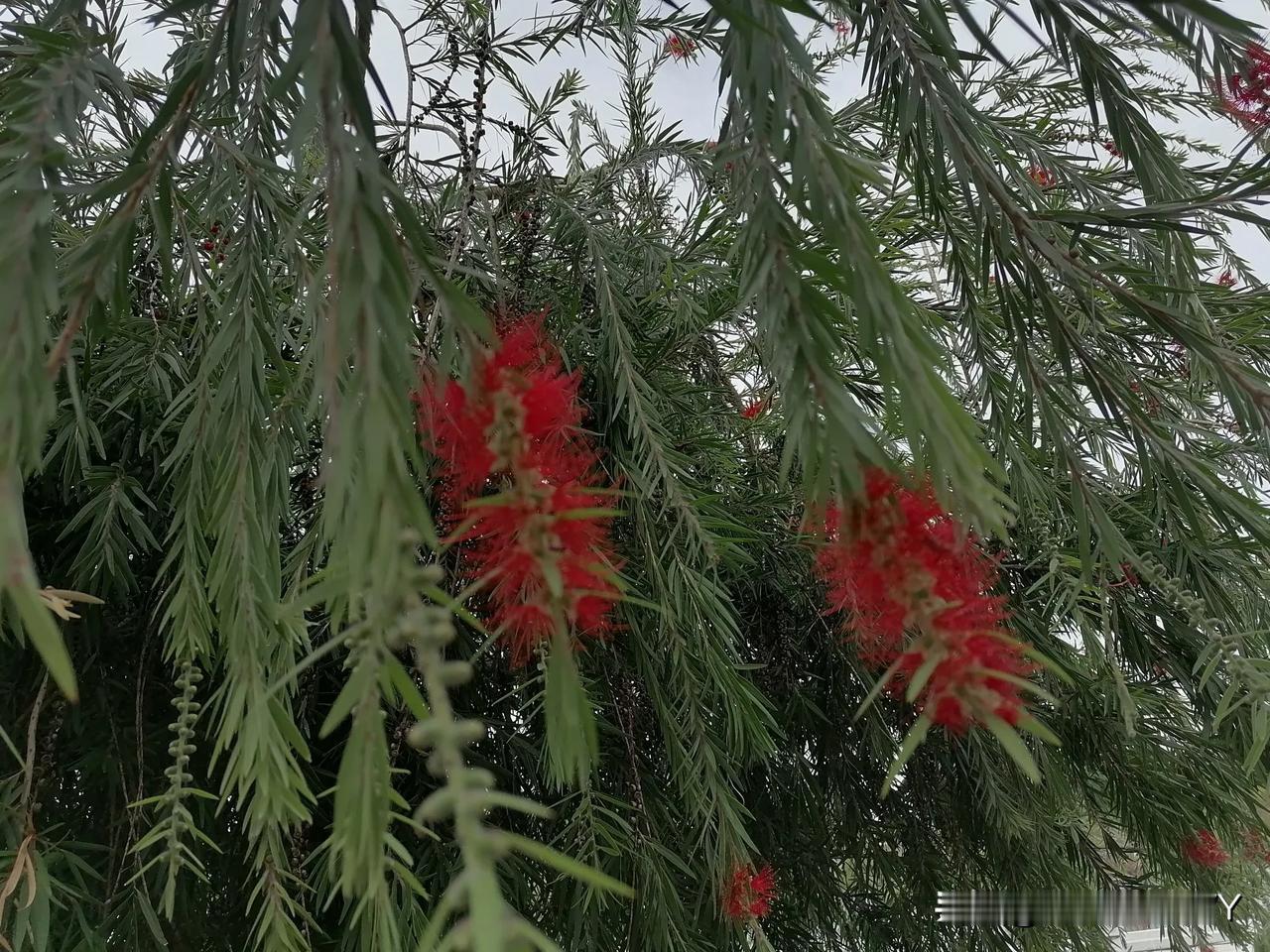 夏雨凉凉凉夏雨