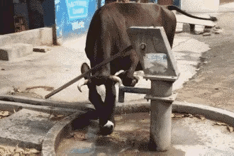 谁说老牛只会埋头干活？