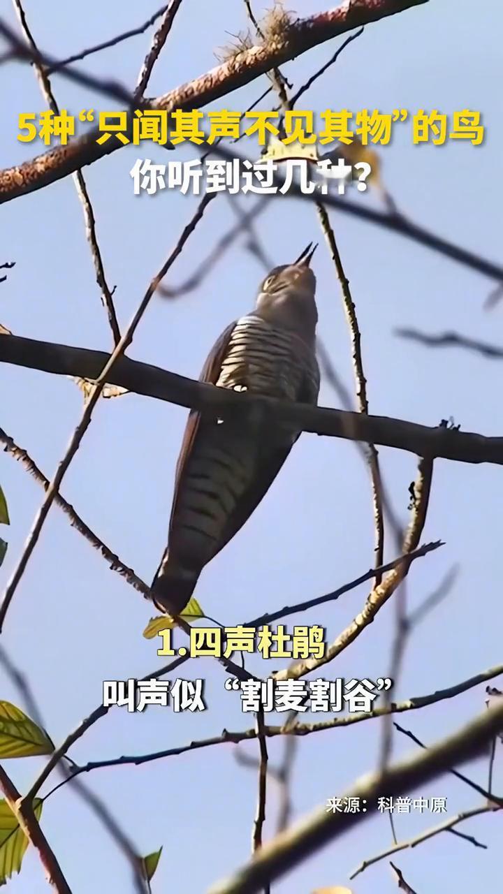 咕咕咕咕。