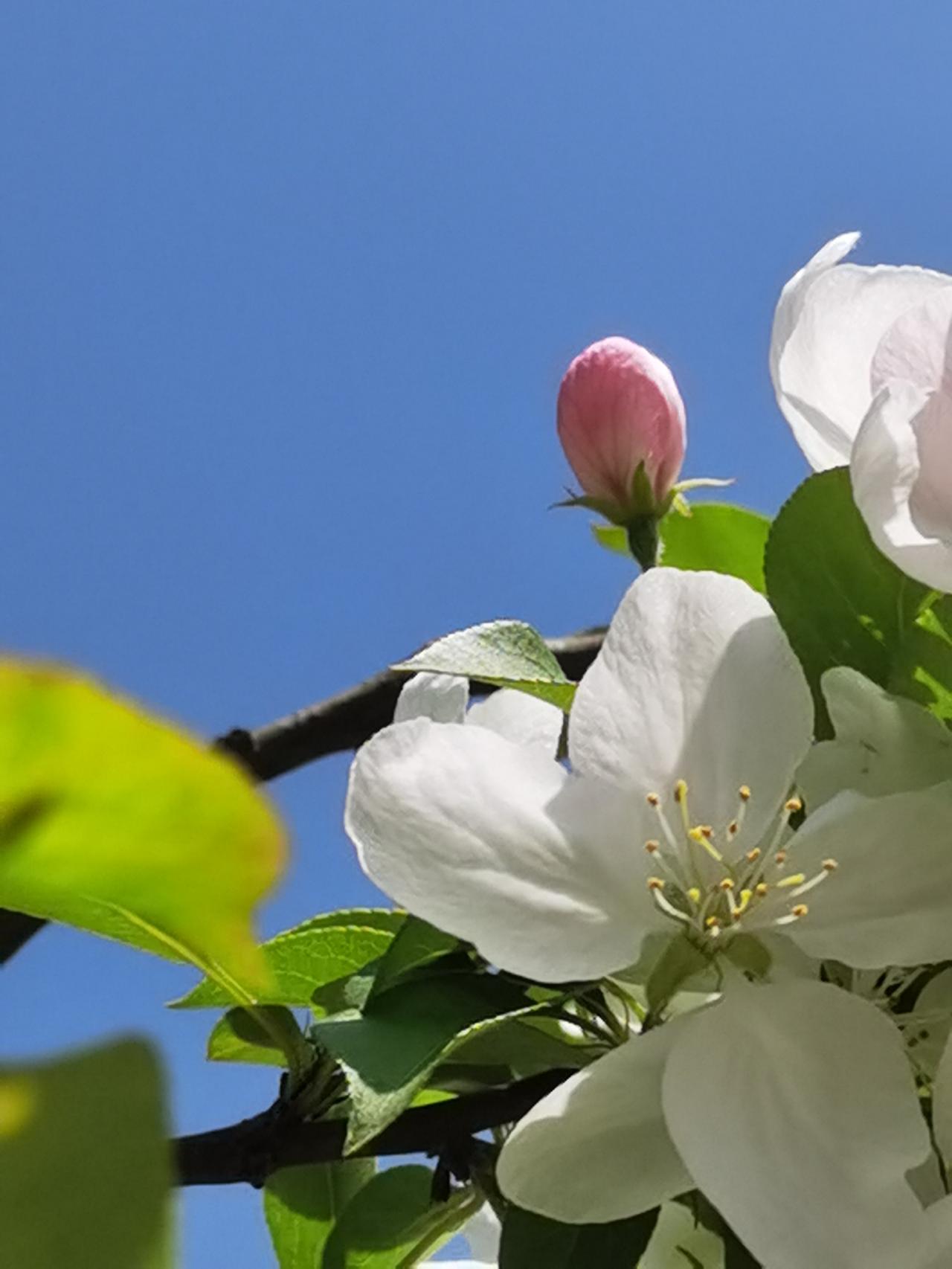 海棠花晒图大赛 户外海棠花 海棠花绿植花卉 娇艳海棠花 

海棠花

不与桃李争