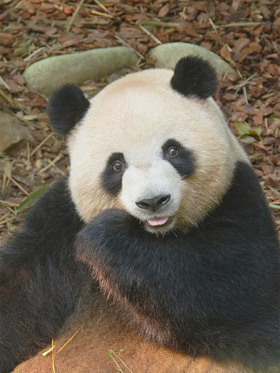 瞧瞧，这是谁家的掌上明zhu啊~