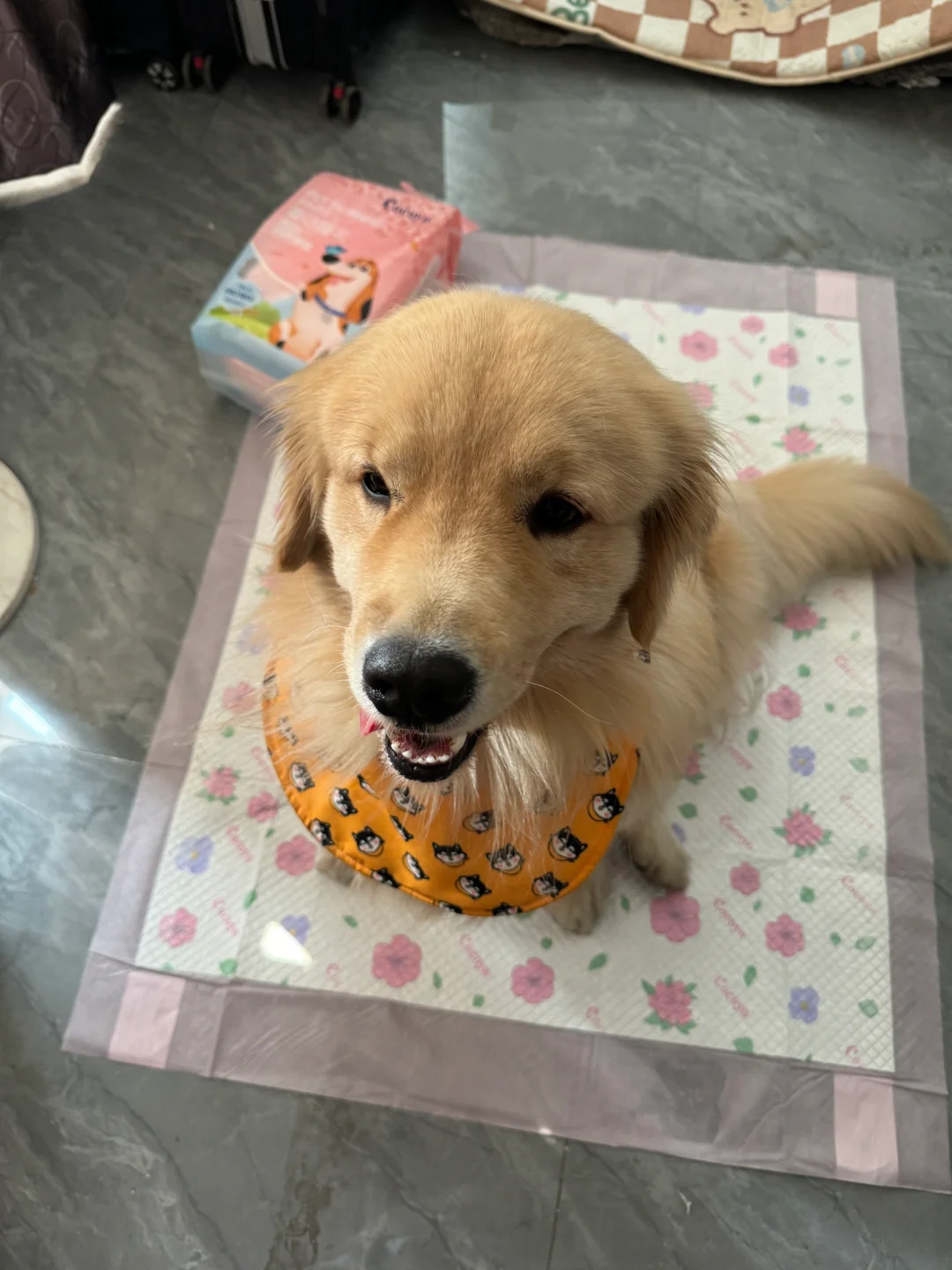 下雨天了 小狗怎么办～