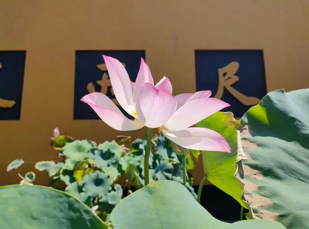 灵隐寺拍到的 7月第一天拜一拜 下半年财运亨通 刷到不要无视 留下“一顺百顺” 