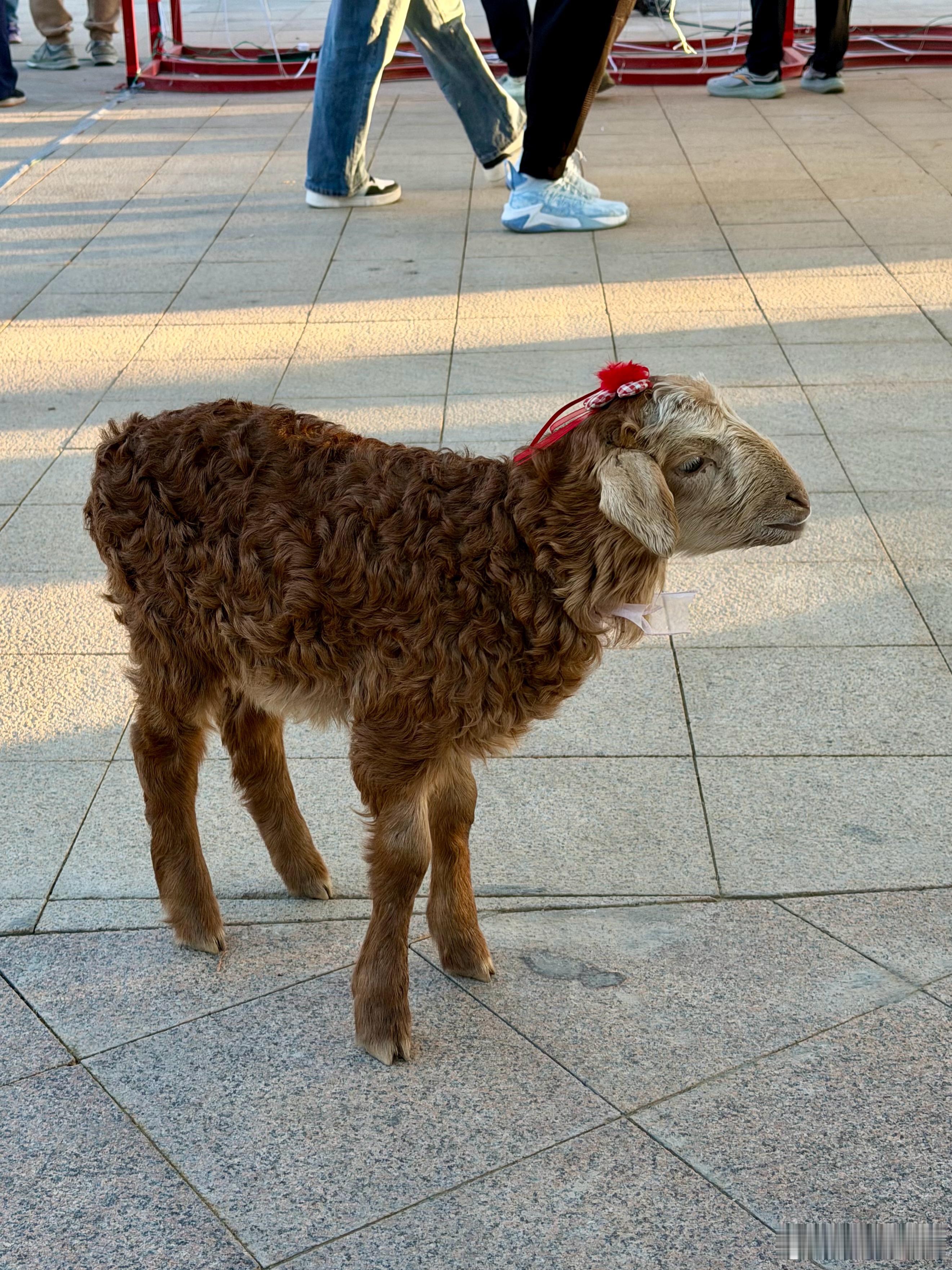 没有一头小羊羔能完整走出新疆早上还rua得爱不释手，中午就…  真香