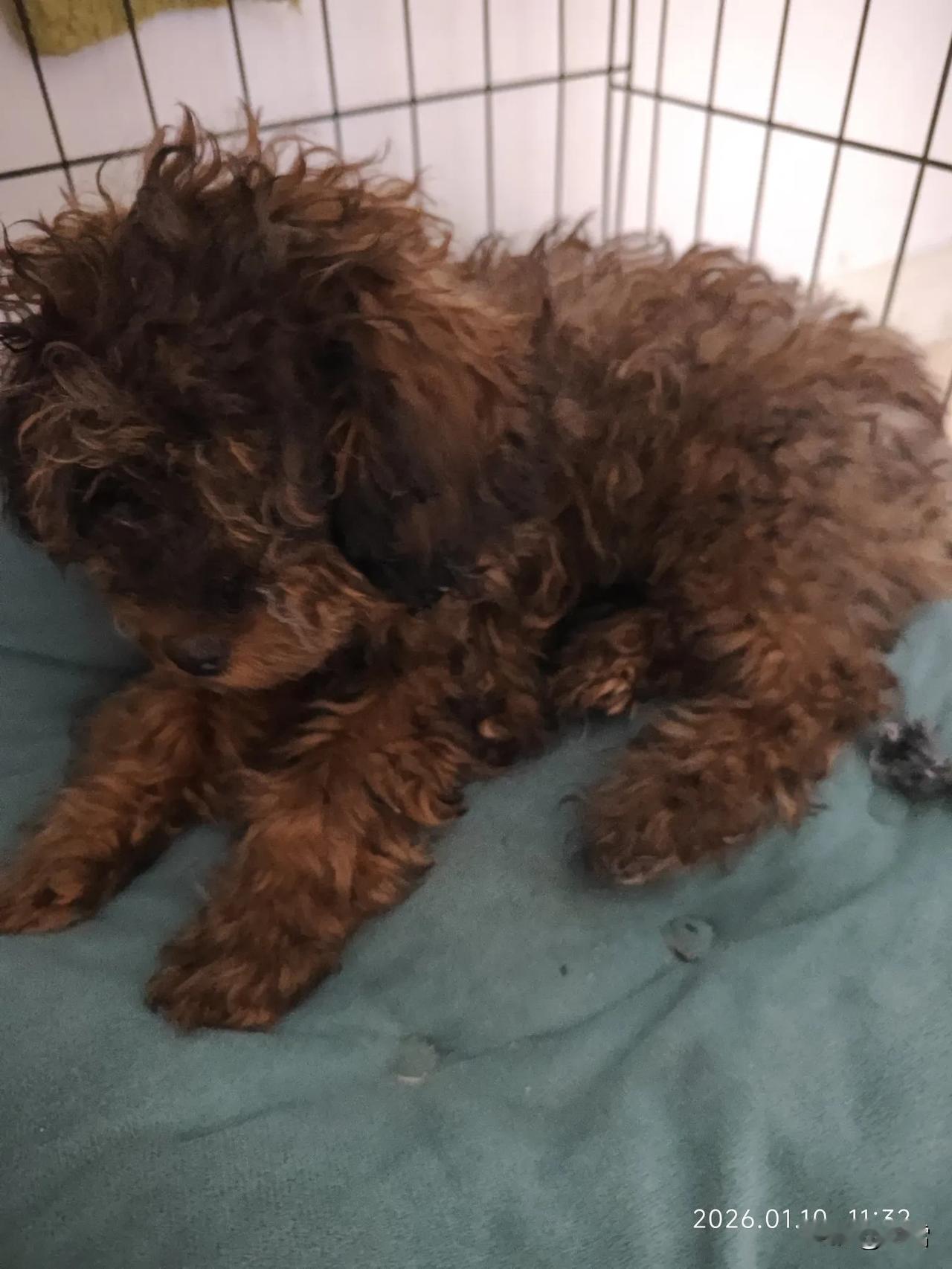 今天家里发生了一件有趣的事，
让我忍俊不禁。
我走进客厅，
一眼就看到地上有一泡