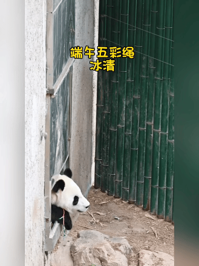 国宝送福！冰清冰华发发浦浦集体送上端午祝福，视频发布于2025年5月31日，小家