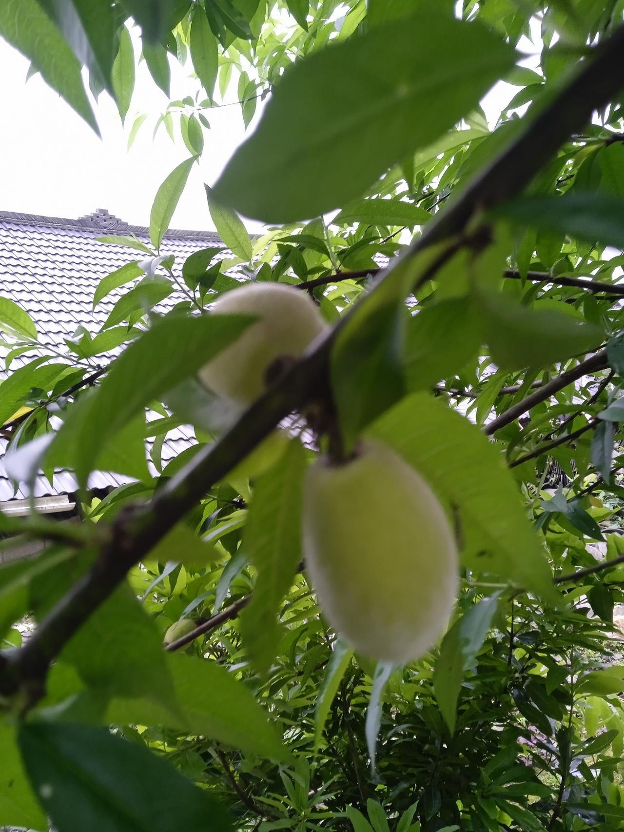 我们这有一对夫妻结婚多年都没有孩子，感情再好没有孩子也很难再继续下去，特别是男方