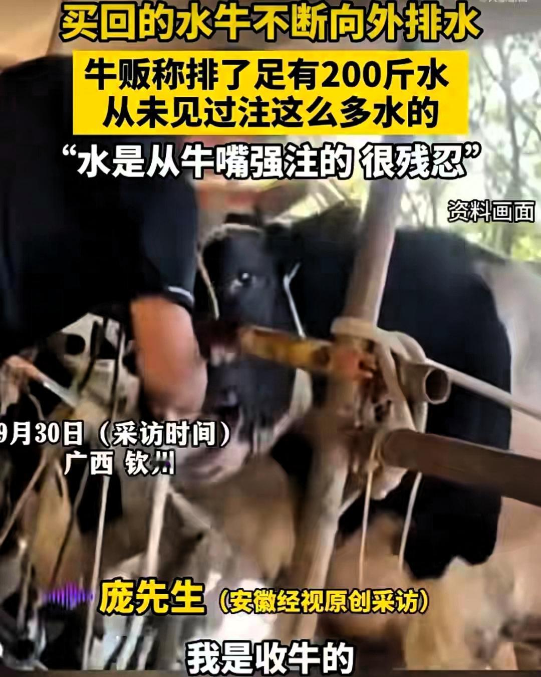 买牛买到“水龙头”？广西一头活牛竟排出200斤水！

你敢信吗？买回来一头活蹦乱