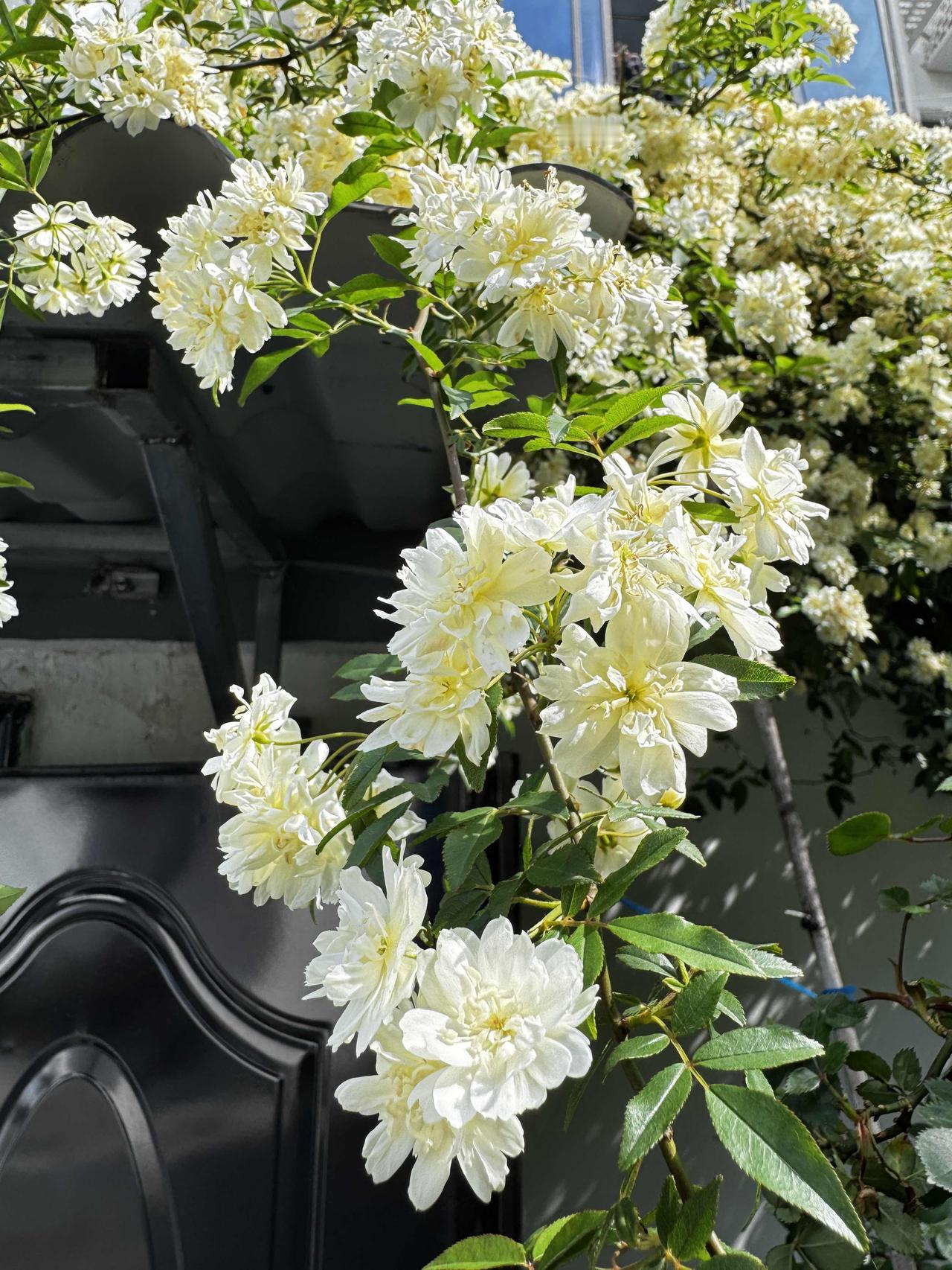 随拍绿植物名“木香花式七里香”花朵呈纯白色或奶白色，花瓣层层叠叠（重瓣），花型小