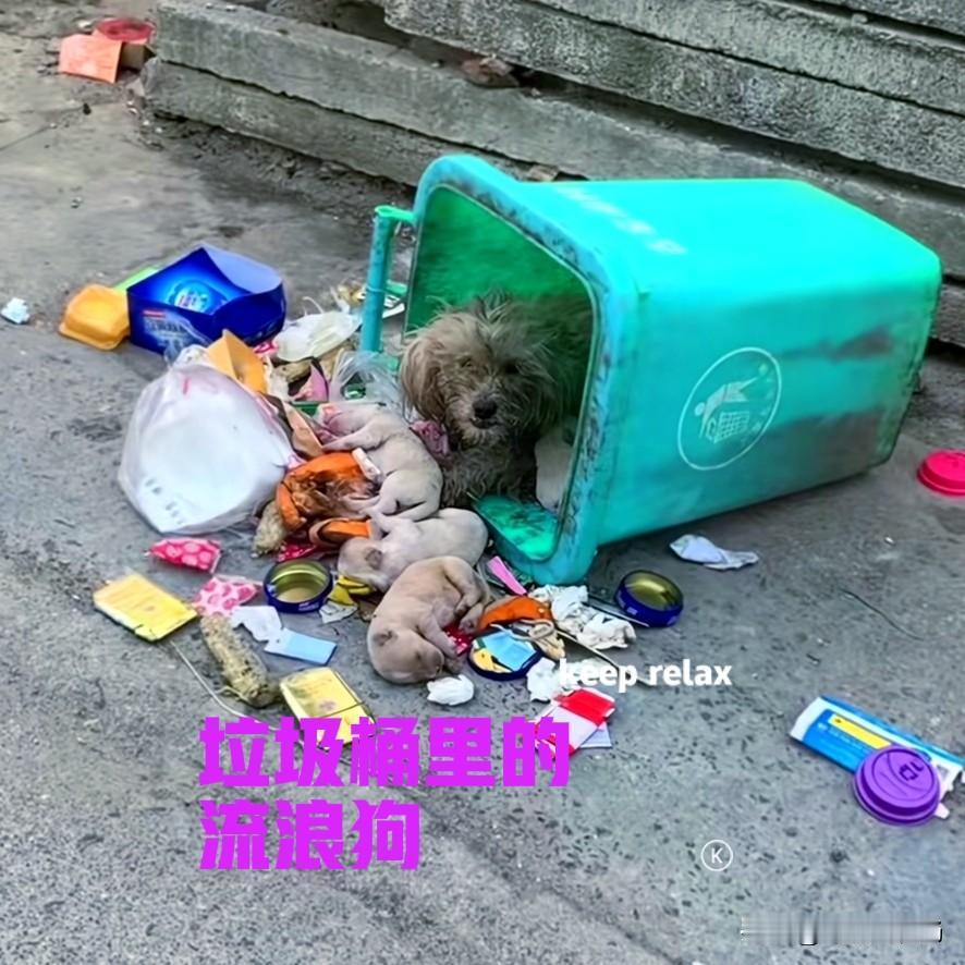 翻到的垃圾桶里面，趴着一只流浪狗妈妈，旁边还躺着三只小狗，看样子应该刚出生不久。