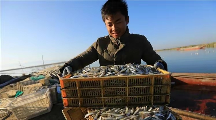 #春节前三文鱼销量暴涨13倍# 海鱼陆产奇观：新疆自产三文鱼凭借新疆独特的地质条