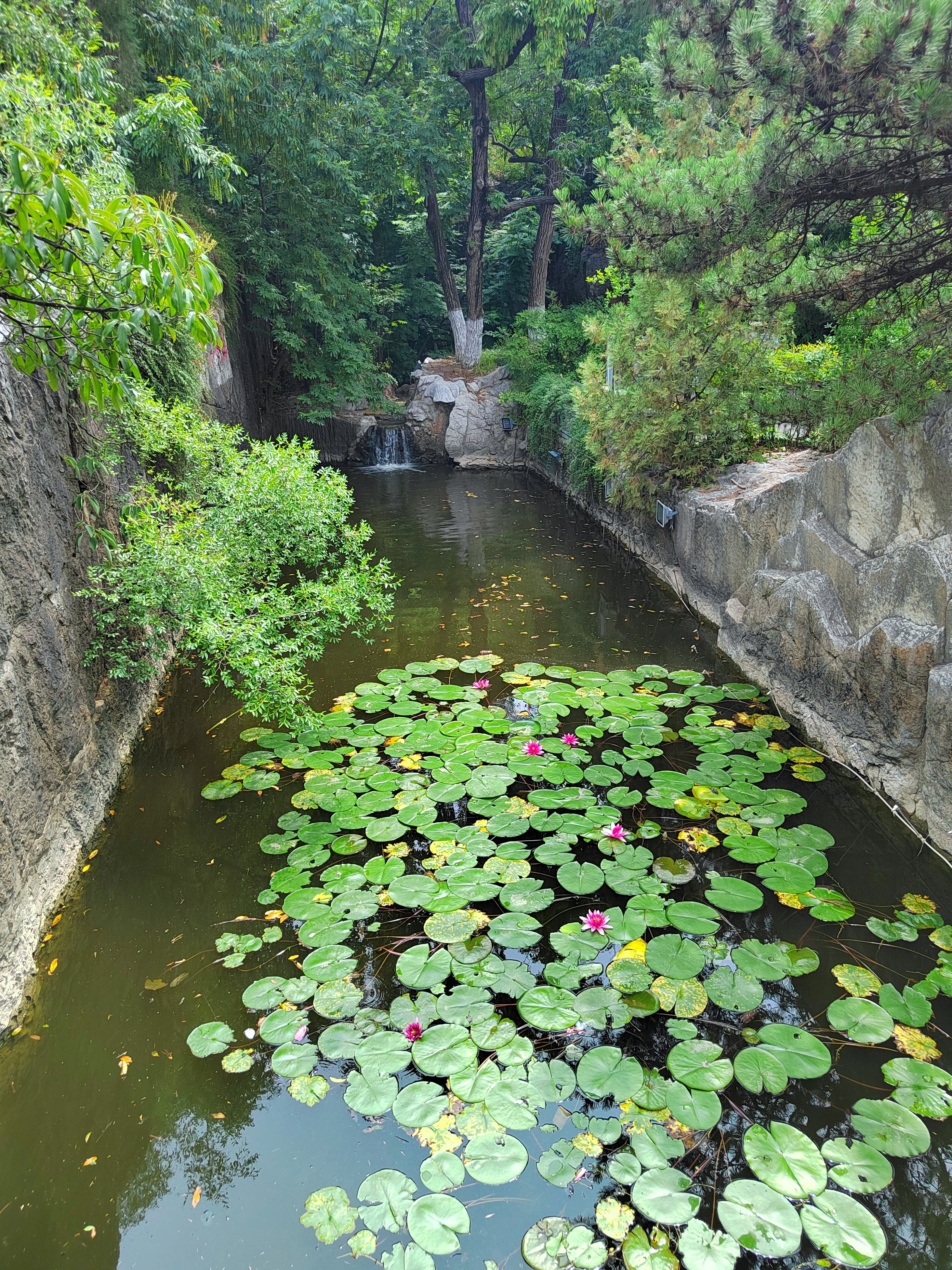 昨天的见闻，市区办的荷花集市。以及今天开张中。 