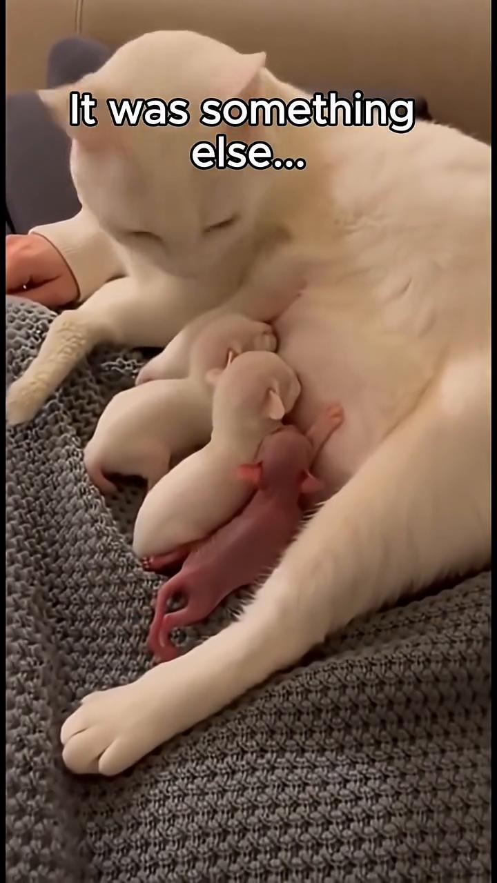 I thought my cat cought a mouse but...It