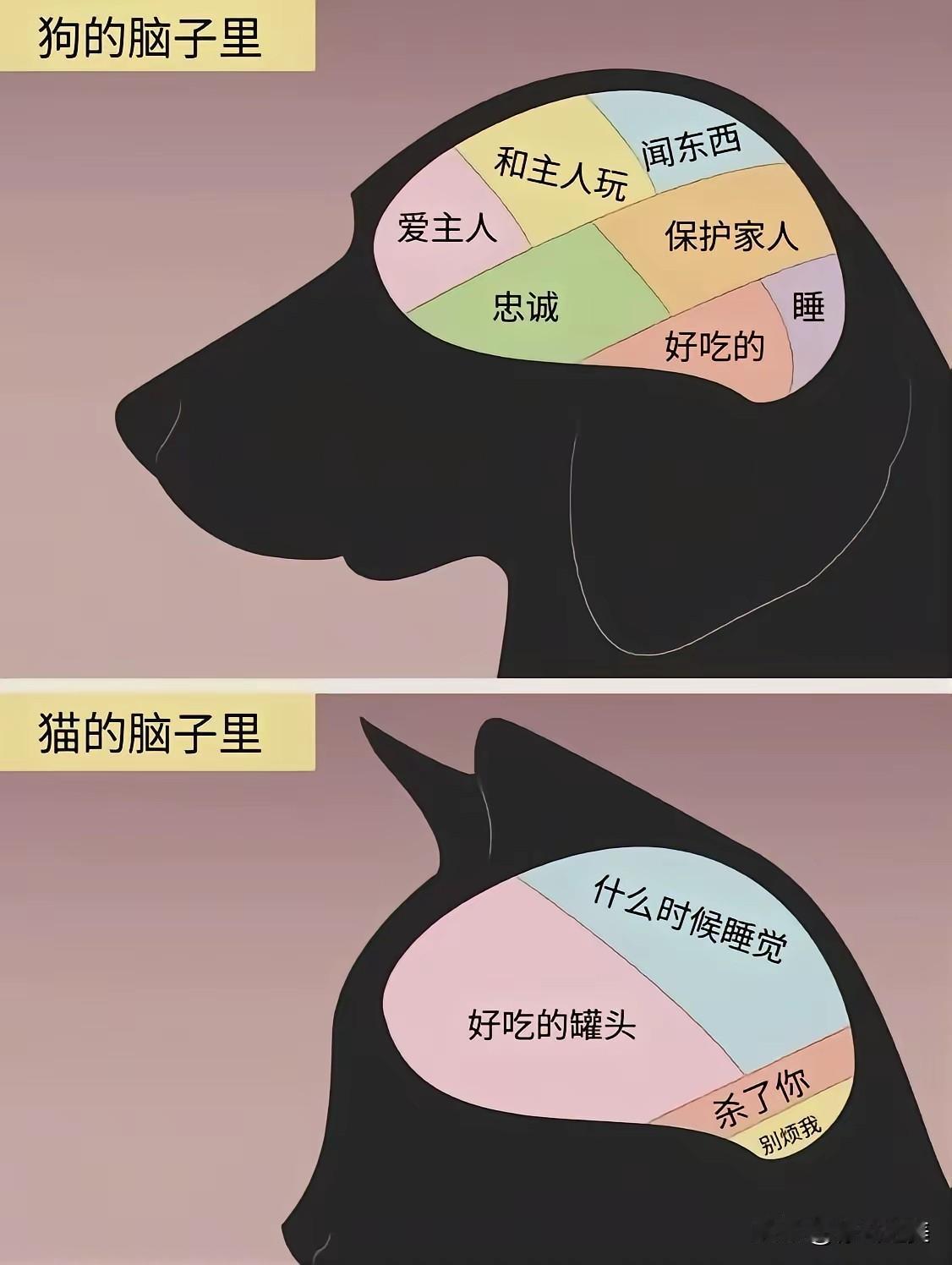 养猫和养猫的区别