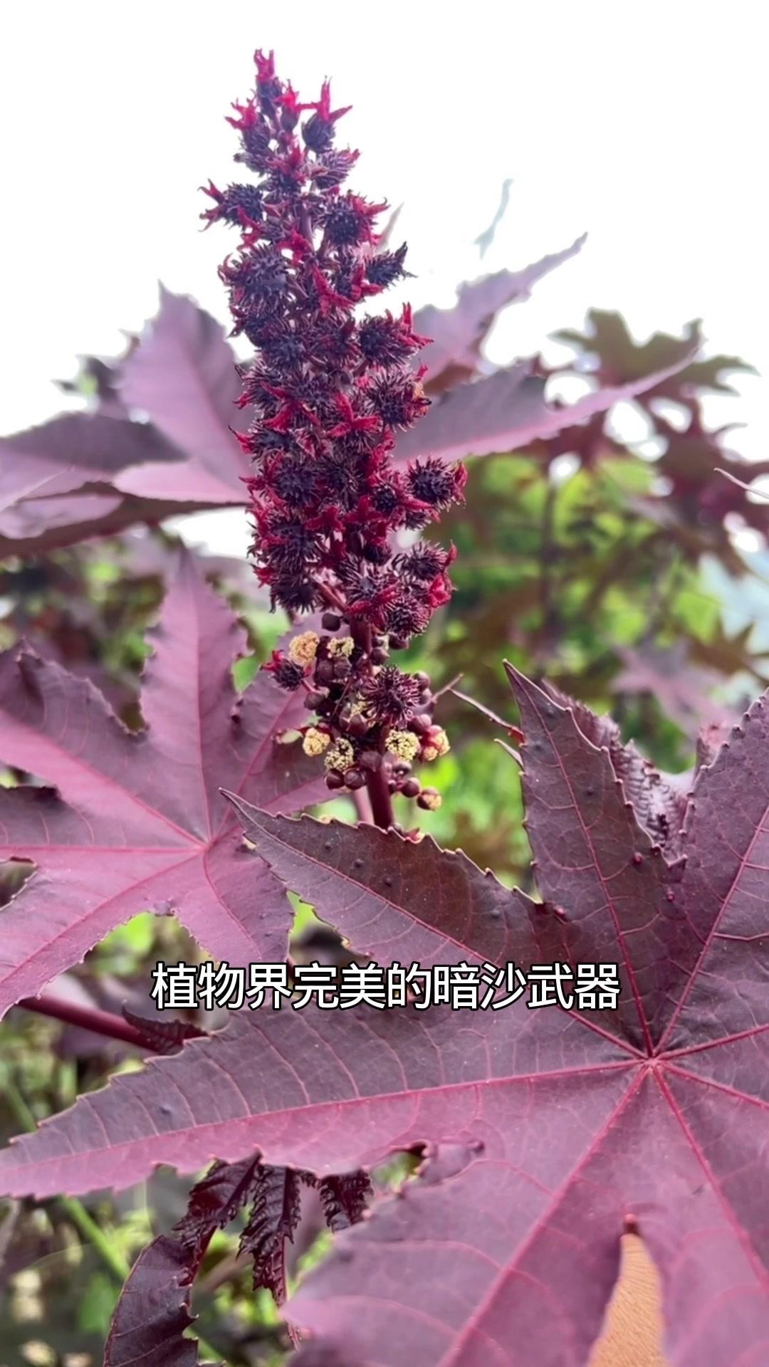 【蓖麻籽：植物界的致命武器】🪴蓖麻籽被誉为植物界完美的暗杀武器，毒性是眼镜蛇的