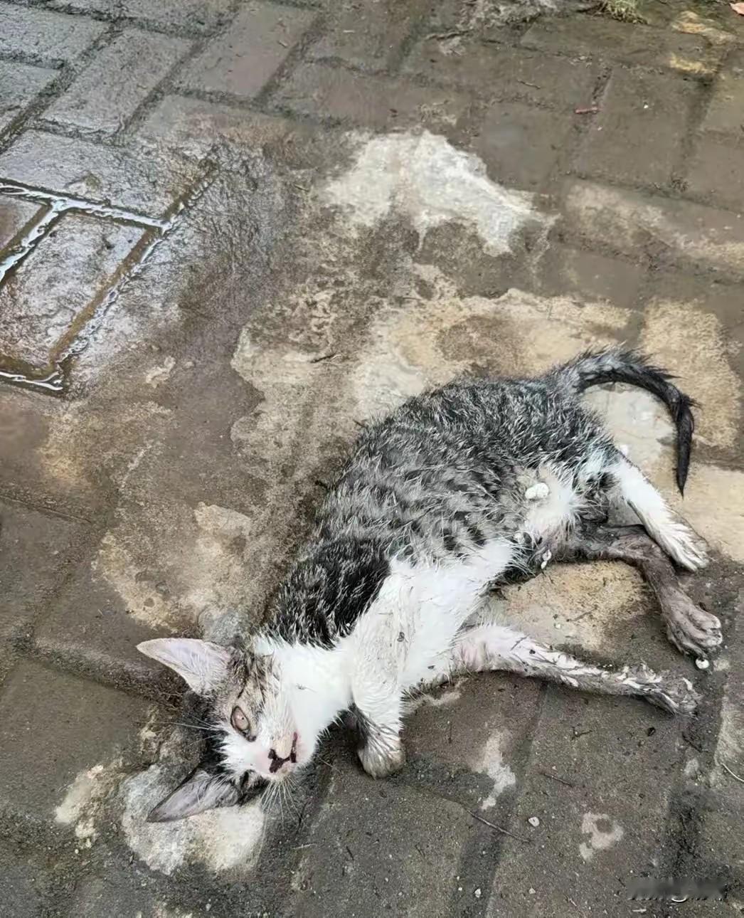 一位阿姨经常投喂流浪猫，这天她和往常一样去投喂流浪猫，可来到投喂点一看，看到了令