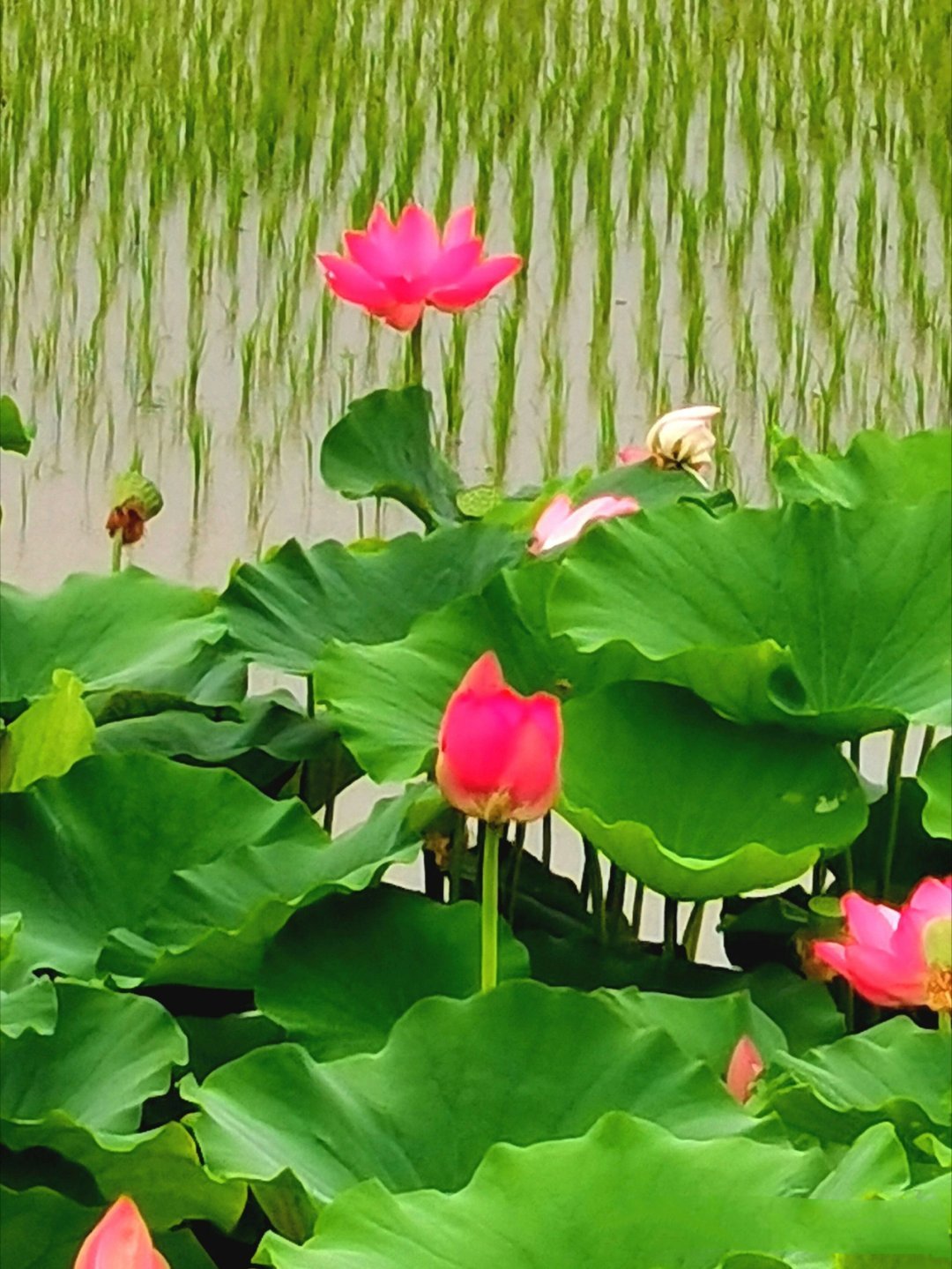 【退则路宽，淡则味长🌺】《菜根谭》云：争先的径路窄，退后一步自宽平一步；浓艳的